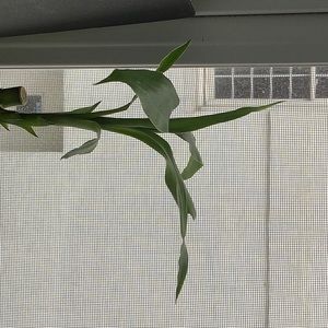 Meet your Posher, Caitlin